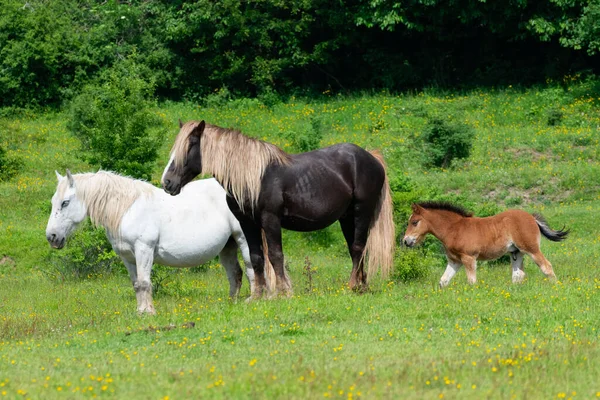 stock image Horses with foal in a pasture in springtime in Croatia.