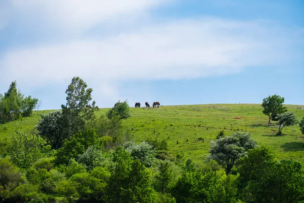 Pferde Der Hügeligen Landschaft Des Kroatischen Küstengebirges Frühsommer — Stockfoto