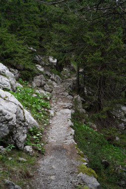 Hırvatistan 'daki bir dağ ormanında yürüyüş yollarını daraltıyor. Sisli hava.