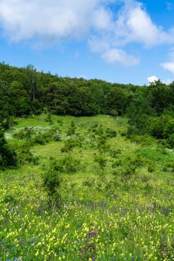 Hırvat kıyı dağlarında yaz başında dağ çayırı.