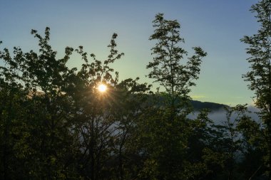 Hırvatistan 'da bulutların üzerindeki bir dağ ormanında gün doğumu.