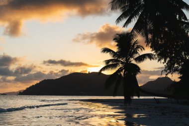 Seyşeller 'de gün doğumunda sahilde bir palmiye ağacının silüeti..