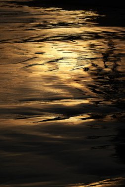 Seyşeller 'de gün doğumunda sahilde bir palmiye ağacının silüeti..