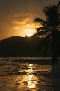 Seyşeller 'de gün doğumunda sahilde bir palmiye ağacının silüeti..