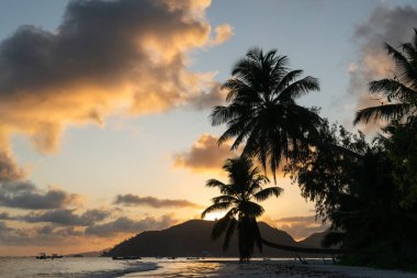 Seyşeller 'de gün doğumunda sahilde bir palmiye ağacının silüeti..
