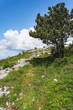 Hırvat kıyı dağlarında yaz başında bir dağ çayırındaki ağaç.