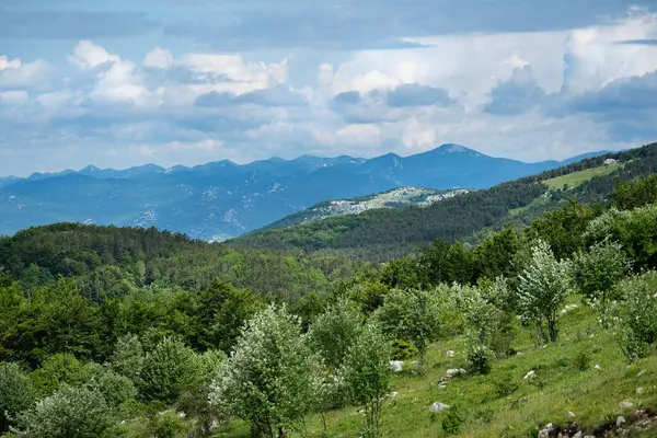 Mountain Meadow Early Summer Croatian Coastal Mountains — Stock Photo, Image