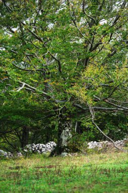 Hırvat dağlarında çayırdaki yaşlı ağaç