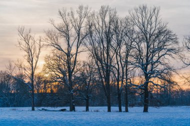 Çıplak ağaçlarla kaplı bir çayırın arkasında gün batımı. Bir kış sahnesi.