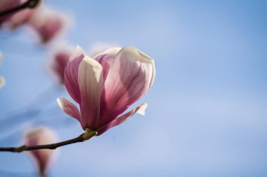 Yumuşak bir ışıkta bulanık bir arkaplanda tek bir manolya çiçeği açar..