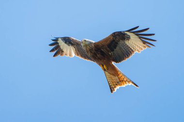 Kırmızı uçurtma gökyüzüne doğru uçuyor..