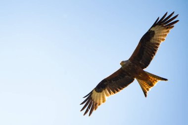 Kırmızı uçurtma gökyüzüne doğru uçuyor..