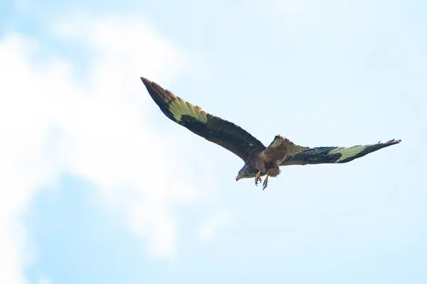 Kırmızı uçurtma gökyüzüne doğru uçuyor..