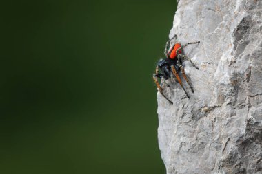 Zıplayan bir erkek örümcek, taştan bir duvarda Chrysops yapıyor...