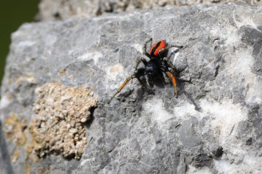 Zıplayan bir erkek örümcek, taştan bir duvarda Chrysops yapıyor...