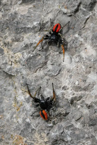 stock image Two male jumping spiders Philaeus Chrysops measure their strength.