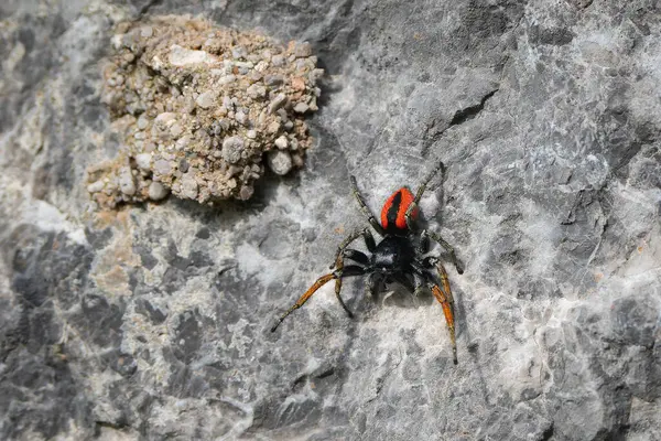 Zıplayan bir erkek örümcek, taştan bir duvarda Chrysops yapıyor...