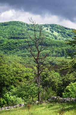 Hırvat dağlarında taş duvarları olan ormanlar ve dağ çayırları.