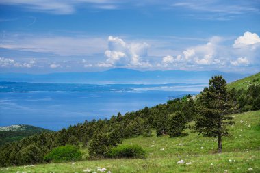 Ön planda bir ağaç ve tepeden okyanus manzaralı manzaralı manzaralı bir manzara.