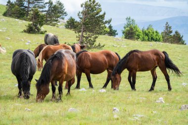 Free running horses on a mountain meadow against the backdrop of the Croatian Adriatic Sea. clipart