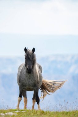 Hırvat Adriyatik Denizi 'nin arka planına karşı bir dağ çayırında bedava koşu atı.