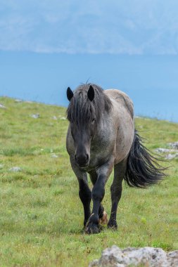 Hırvat Adriyatik Denizi 'nin arka planına karşı bir dağ çayırında bedava koşu atı.