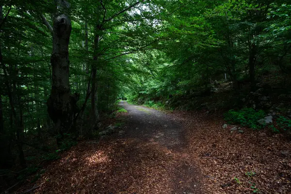 stock image Gravel path leads through a green summer forest.