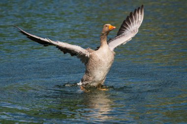 Gölde kanatları açık gri bir kaz..