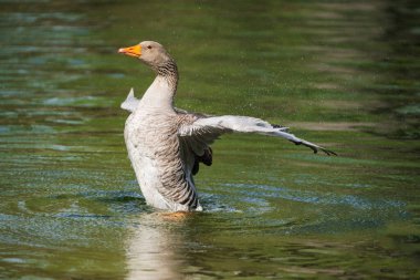 Gölde kanatları açık gri bir kaz..