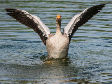 Gölde kanatları açık gri bir kaz..