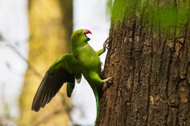 Halka boyunlu muhabbet kuşu parktaki bir ağaçta.