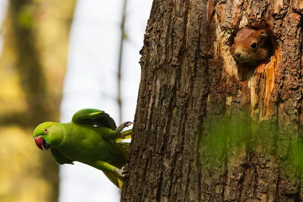 stock image Ring-necked parakeet attacks a squirrel in a tree hole.