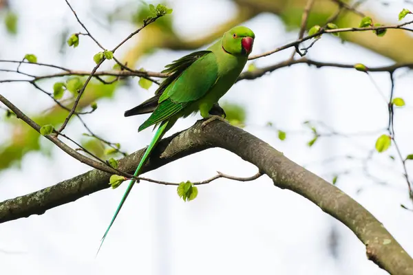 stock image Ring-necked parakeet on a branch in the park.