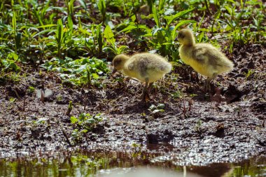 Greylag kaz civcivleri baharda bir göletin kıyısındaki çayırlarda.