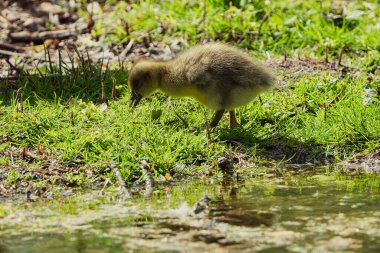 Greylag kaz civcivleri baharda bir göletin kıyısındaki çayırlarda.
