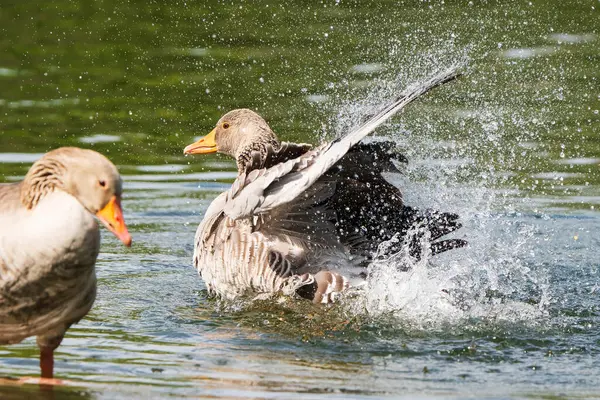 stock image Greylag goose enjoying bathing in the pond.