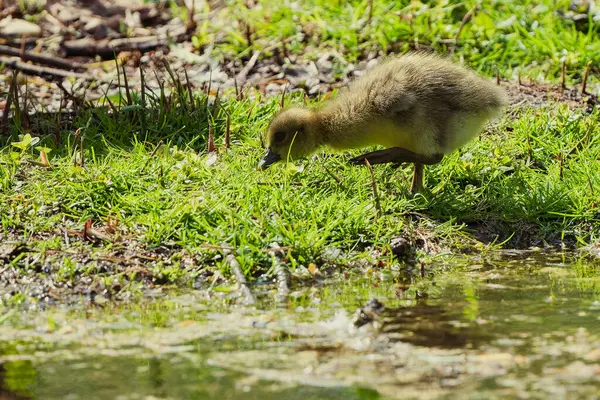 Greylag kaz civcivleri baharda bir göletin kıyısındaki çayırlarda.