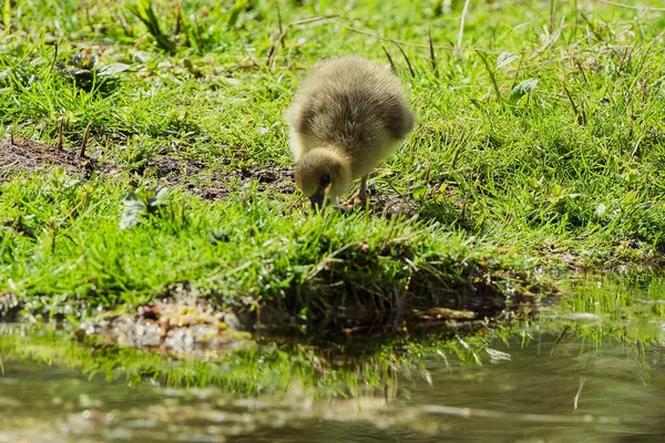 Greylag kaz civcivleri baharda bir göletin kıyısındaki çayırlarda.