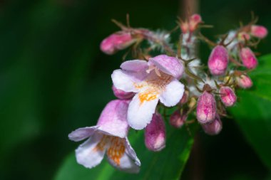 Macro, close-up of a Kolkwitzia pearlbush flower in the garden. clipart