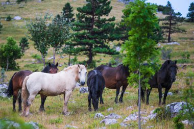 Horses on a mountain meadow watch you. clipart