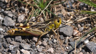 Close-up of a grasshopper om the ground. clipart