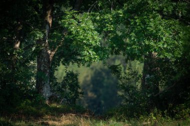 Ağaçların arasından bulanık bir arkaplana bak.
