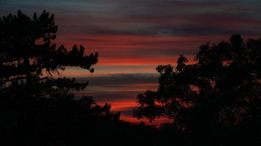 Siluette ağaçların arkasında atmosferik ışıltı.