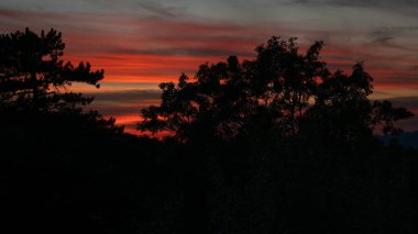 Siluette ağaçların arkasında atmosferik ışıltı.