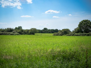 Yazın başında yeşil alan.