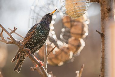 Bir dalın üzerindeki sığırcık beslenme yerinde.