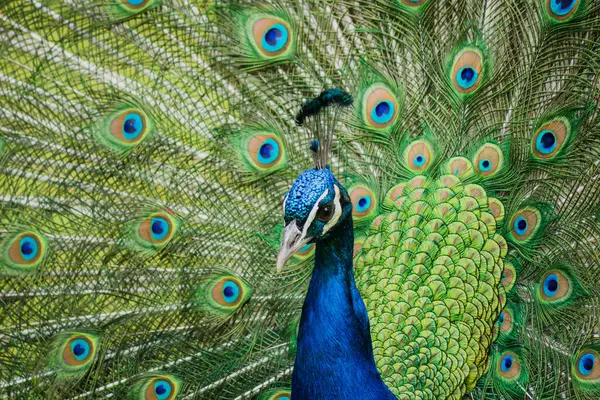 Kuyruğunun ortasındaki bir tavus kuşunun kafası..