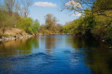 Nehir kenarındaki ilkbahar ilk yeşilliğini gösteriyor..