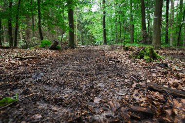 Yoğun bir ormanda asfaltsız yol.