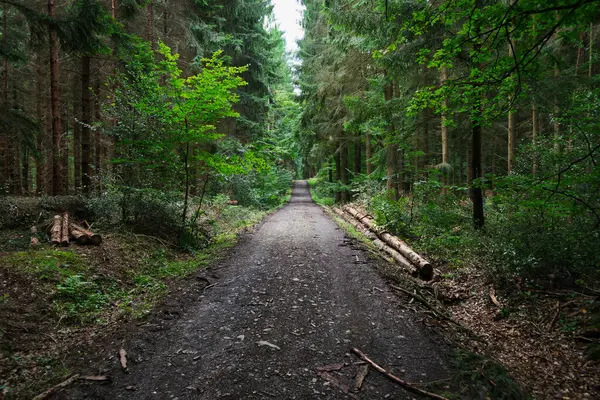 Yoğun bir ormanda asfaltsız yol.